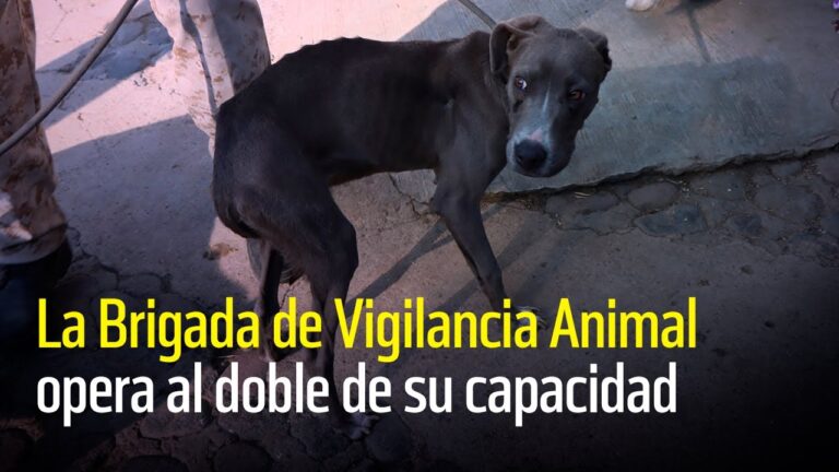 Atenci&oacute;n M&eacute;dica Esencial para Mascotas Rescatadas