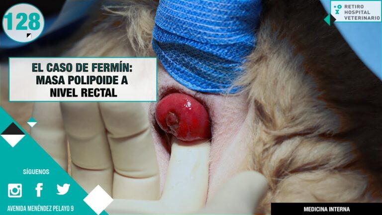 Cuidado y Atenci&oacute;n Especializada en la Cirug&iacute;a de Tumores en Animales