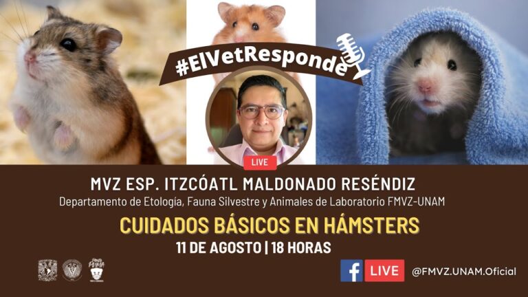 Cuidados Esenciales en la Consulta Veterinaria para H&aacute;msters