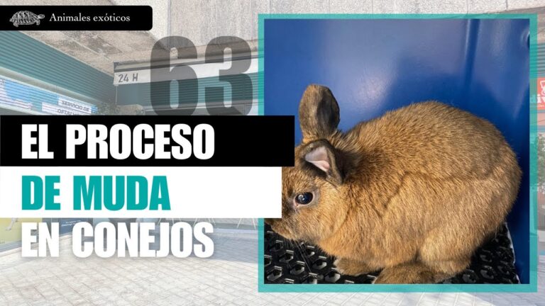 Tratamientos Dentales Efectivos para Conejos y Otros Mam&iacute;feros