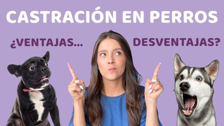 Cirug&iacute;a Veterinaria: Soluciones para Problemas de Conducta en Mascotas