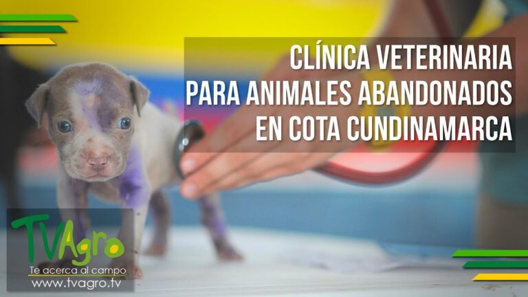 Impacto Econ&oacute;mico en la Adopci&oacute;n de Animales