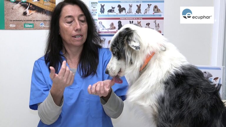 Uso Efectivo de Medicamentos en la Recuperaci&oacute;n Animal