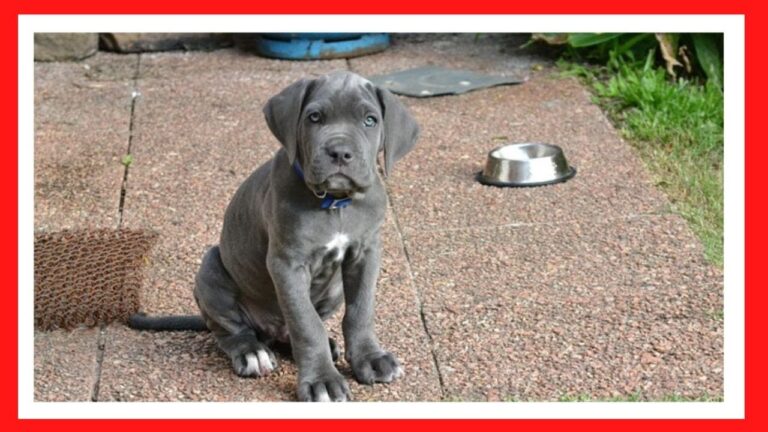 Suplementos Diet&eacute;ticos Efectivos para Mascotas con Sobrepeso