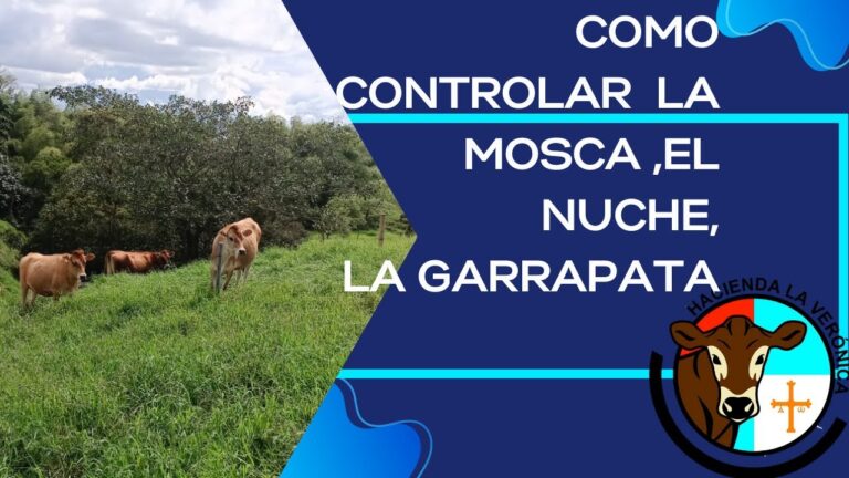 Cuidados Preventivos contra Garrapatas en Caballos y Equinos