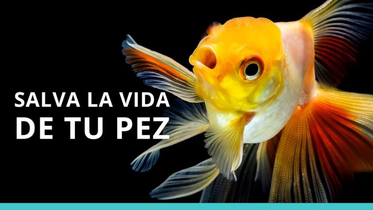 Cuidado Efectivo de Peces con Enfermedades Parasitarias en Acuarios