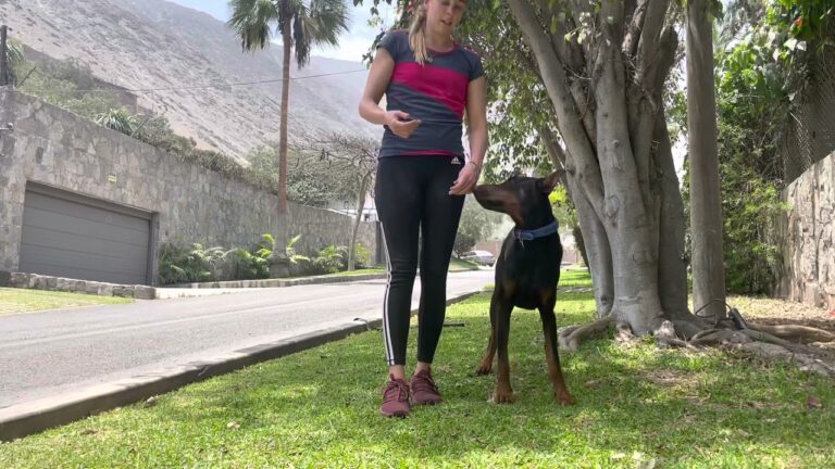 Crea un Ambiente Positivo para Tu Mascota