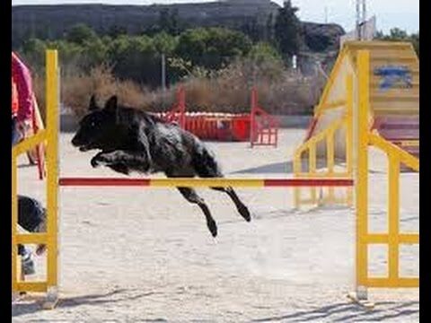 Desarrollo de Habilidades de Obediencia en Mascotas