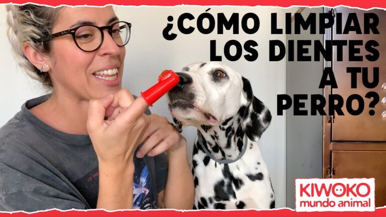 Cuidado de la Salud Oral en Mascotas y Accesorios de Limpieza Esenciales