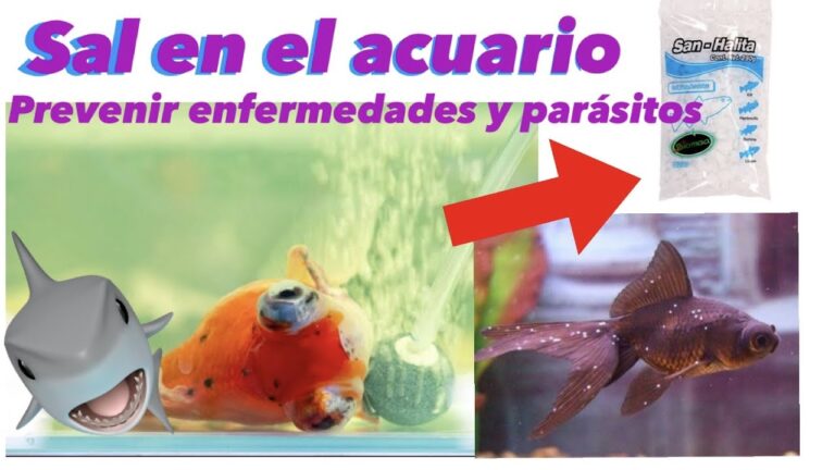 Prevenci&oacute;n del Estr&eacute;s en Peces en Acuarios