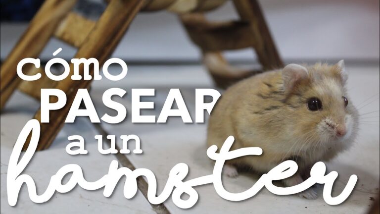 C&oacute;mo Proteger a Tu H&aacute;mster de las Pulgas