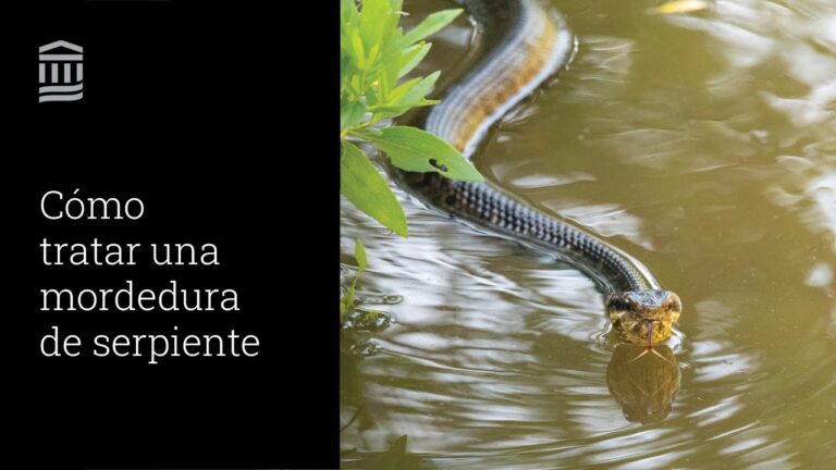 Protocolo Efectivo para Emergencias Veterinarias por Heridas Abiertas