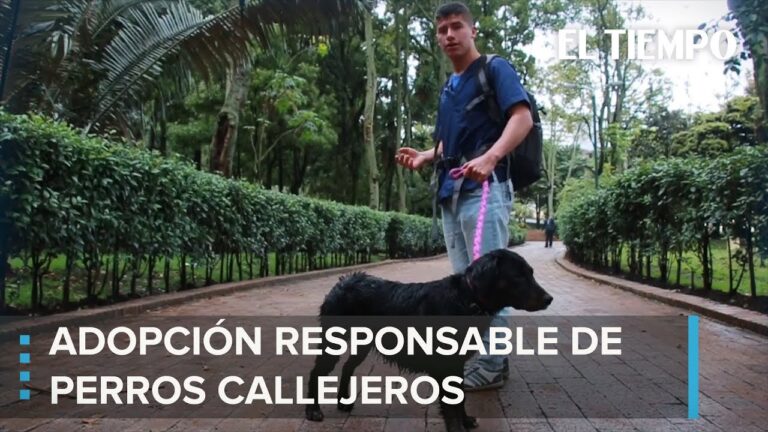 Gu&iacute;a para Prepararte para Adoptar un Animal Rescatado