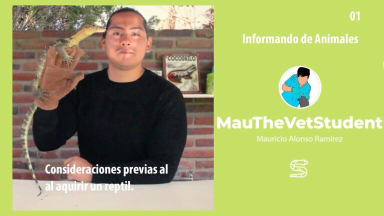 Reptiles como Mascotas: Claves y Consideraciones Esenciales