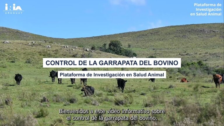 Manejo Eficaz de Garrapatas en Animales de Granja