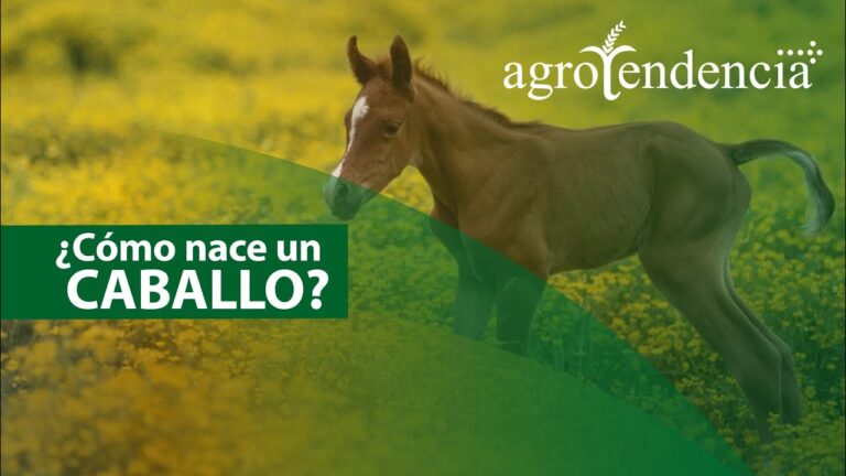 Bienestar Animal en la Crianza de Potrillos: Claves para un Desarrollo Saludable