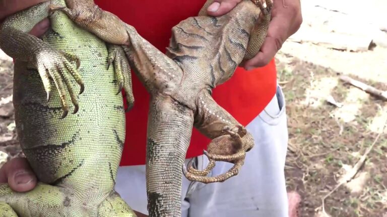 Las mejores especies de reptiles como mascotas