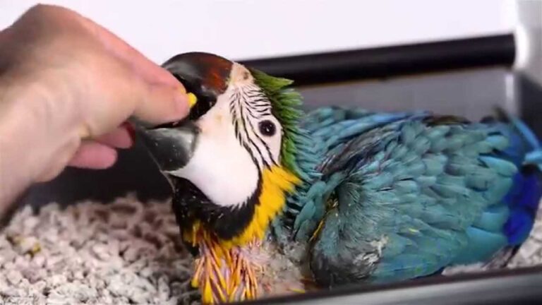 Cuidados Esenciales para Mascotas con Quemaduras Graves