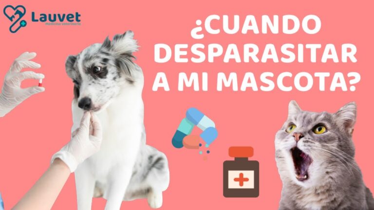 Importancia de la Desparasitaci&oacute;n en Animales Peque&ntilde;os