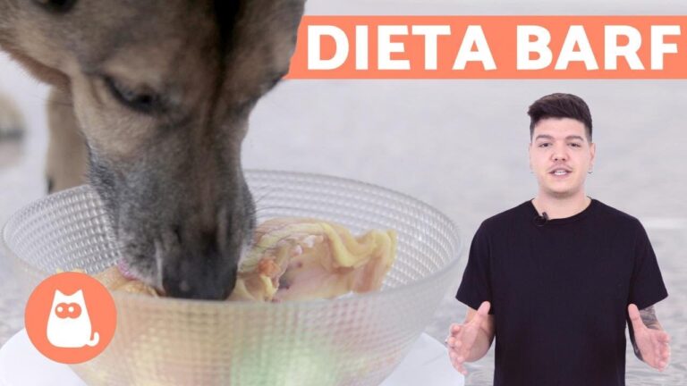 Consejos para una Alimentaci&oacute;n Balanceada en Dietas Veterinarias