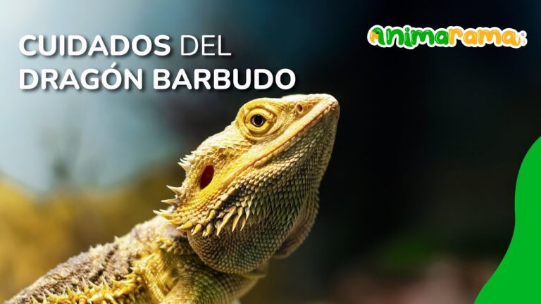 Cuidado y Entrenamiento de Reptiles como Mascotas: Consejos Esenciales