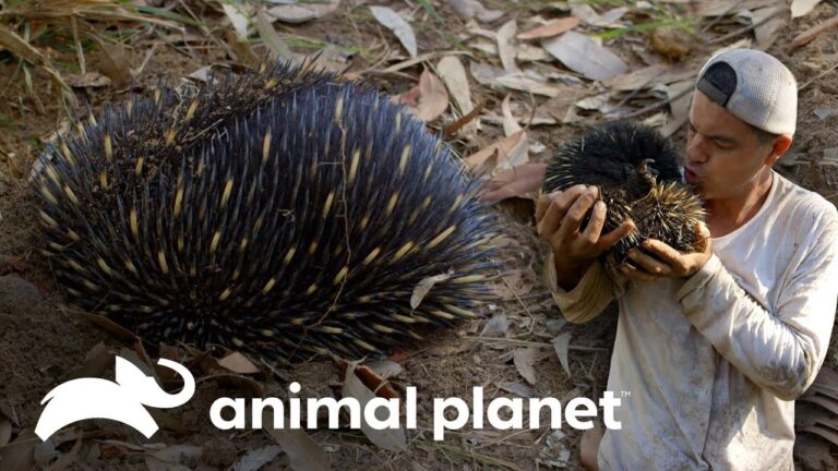 Especies Sorprendentes en la Veterinaria: Un Viaje a Trav&eacute;s de la Historia