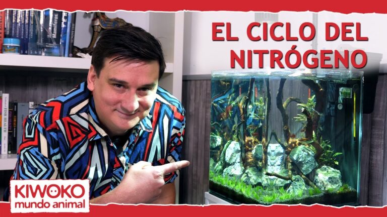 La Importancia del Ciclo del Nitr&oacute;geno en Acuarios