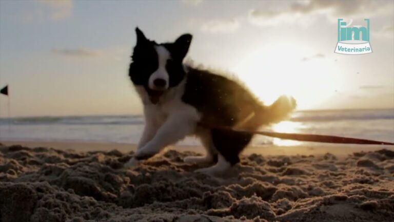 El V&iacute;nculo Humano-Animal a lo Largo de la Historia