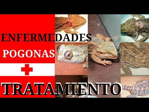 Cuidados y Enfermedades de Reptiles en Casa