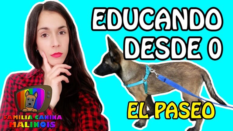 Consejos para Educar y Disfrutar con tu Mascota