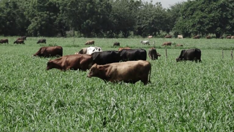 Desparasitaci&oacute;n Integral en Ganader&iacute;a: Mejores Pr&aacute;cticas y Beneficios