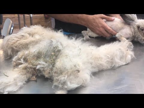 Cepillado Diario: Clave para Evitar Nudos y Enredos en Mascotas