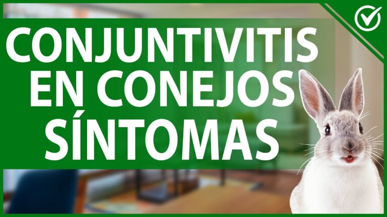 Alternativas Efectivas de Tratamiento para Conejos