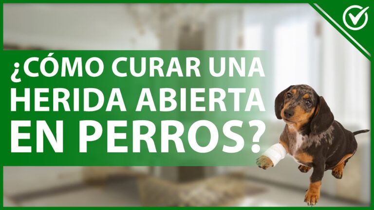 Primeros Auxilios Efectivos para Heridas Abiertas en Animales