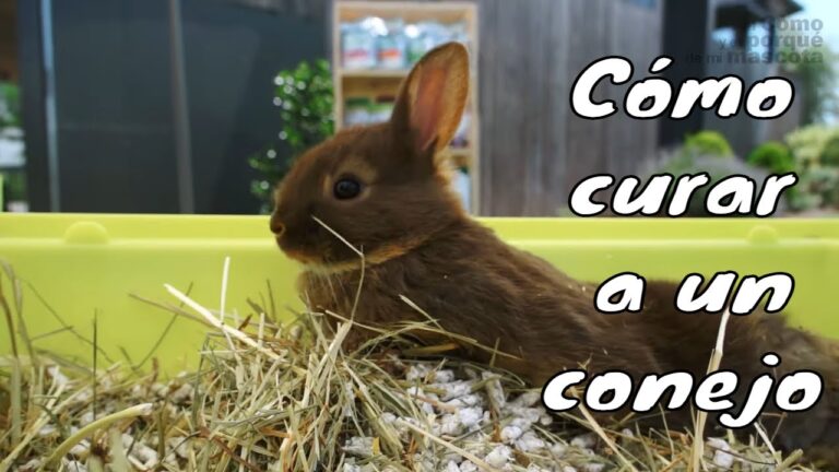 Medicamentos y Cuidados Veterinarios Esenciales para Conejos