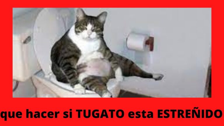 Efectos Negativos de una Dieta Inapropiada en Mascotas