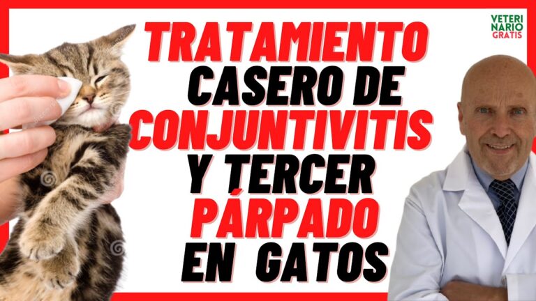Vacunaci&oacute;n de Mascotas contra la Clamidiosis: Todo lo que Necesitas Saber