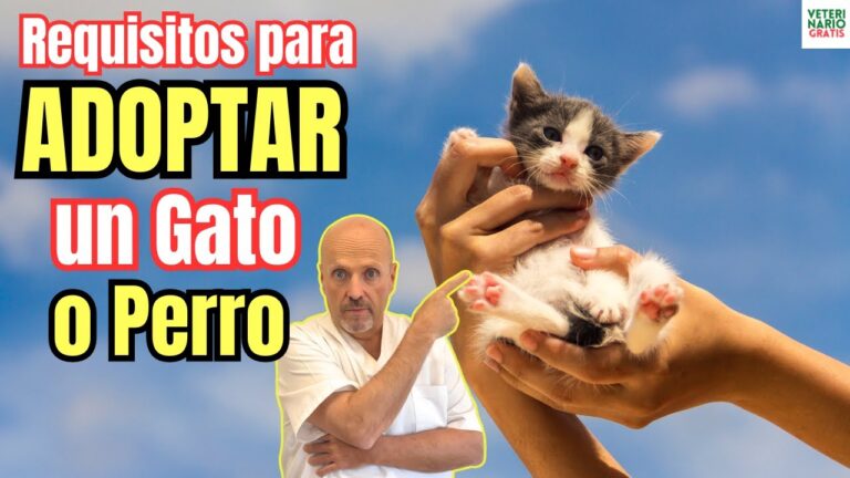 La importancia del veterinario en la adopci&oacute;n de animales