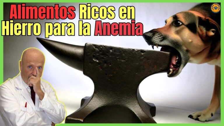 Supervisi&oacute;n Veterinaria: Clave para el Bienestar Nutricional de Mascotas