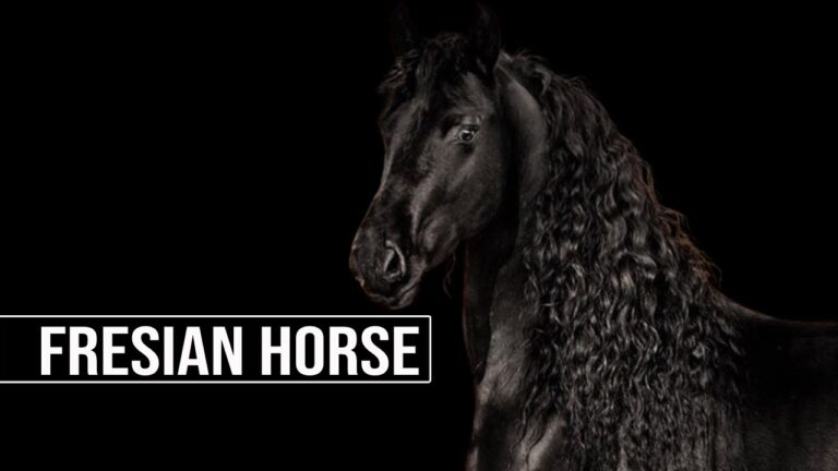 Consejos Efectivos para Manejar la Obesidad en Caballos