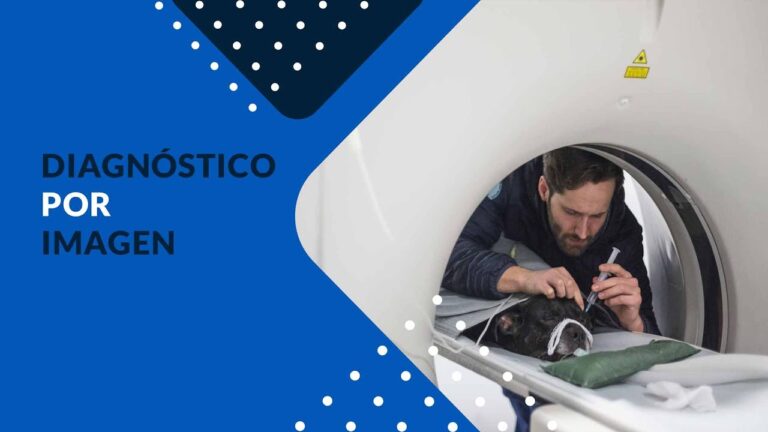 Enfoque Integral para un Diagn&oacute;stico Veterinario Efectivo