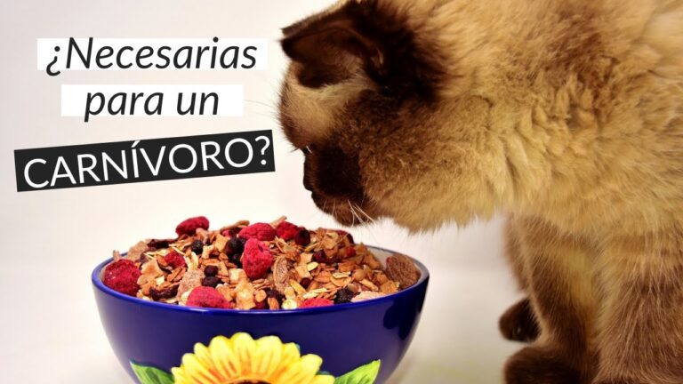 Dietas Veterinarias con Fibra Natural: Salud y Bienestar Animal