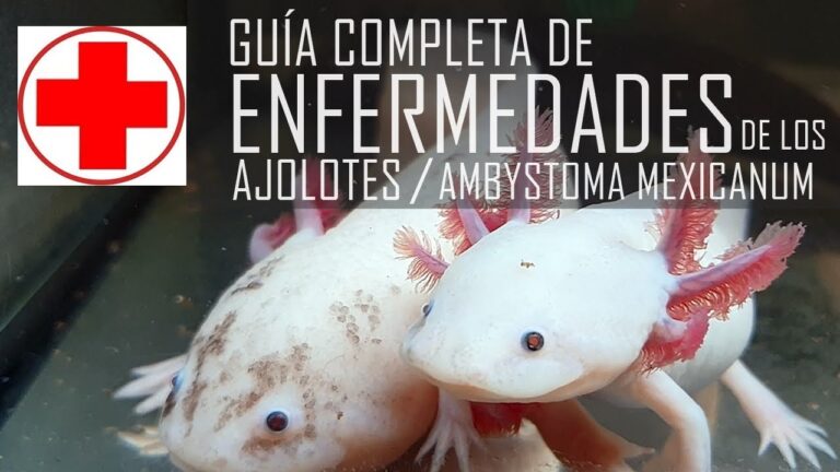 Cuidado Veterinario de Especies Raras en Acuarios
