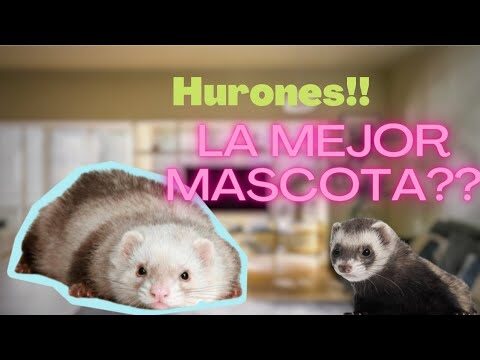 Cuidados Esenciales de Limpieza para Hurones