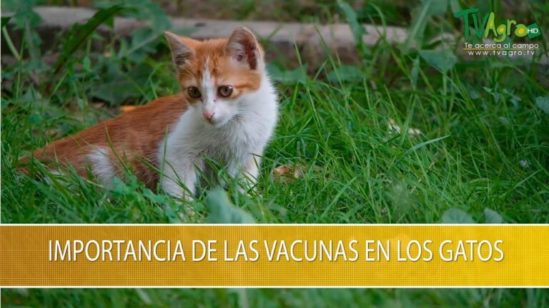 La Crucial Importancia de Vacunar a las Mascotas contra la Leucemia