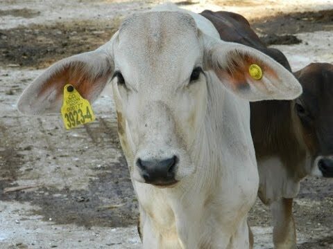 La importancia de la cr&iacute;a de animales en la identificaci&oacute;n gen&eacute;tica