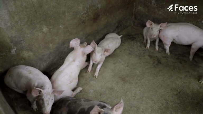 Aspectos Clave en la Cr&iacute;a de Animales: Gu&iacute;a Esencial