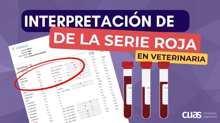 Diagn&oacute;stico Efectivo de Anemia en Mascotas