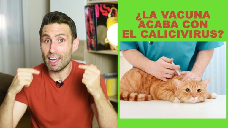 Prevenci&oacute;n del Calicivirus en Mascotas a trav&eacute;s de la Vacunaci&oacute;n Veterinaria