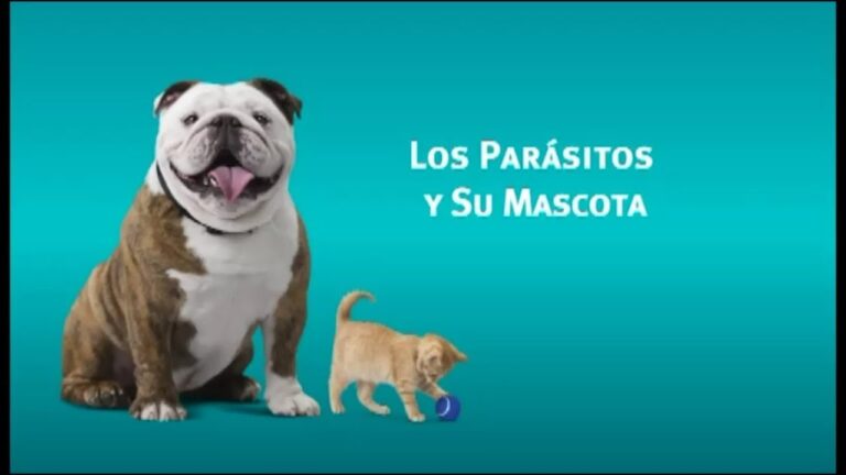 Estrategias Efectivas para Proteger a tus Mascotas de Par&aacute;sitos